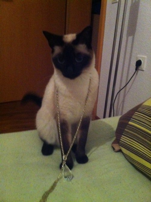 cats-for-president