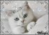 PrincessKiska